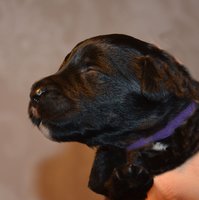 Lila tik 10 dagar